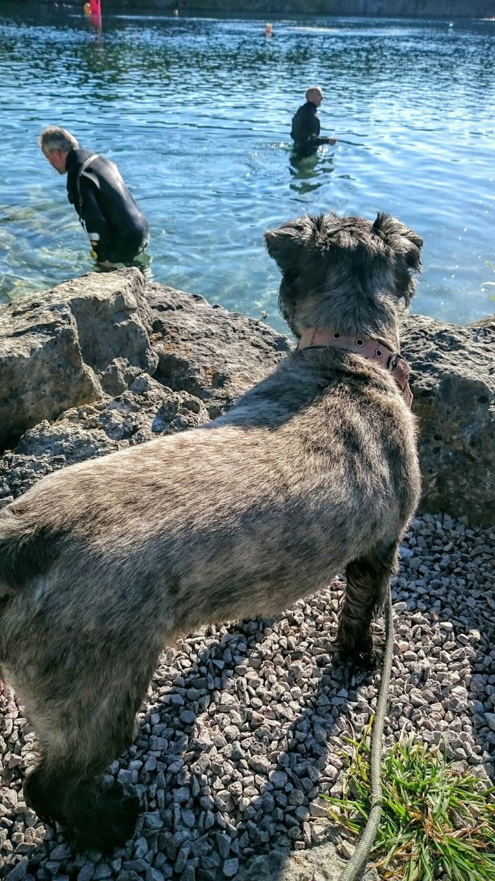 water, animal themes, sea, bird, animals in the wild, wildlife, rock - object, high angle view, shore, nature, one animal, beach, day, outdoors, sunlight, rippled, river, no people, beauty in nature, tranquility