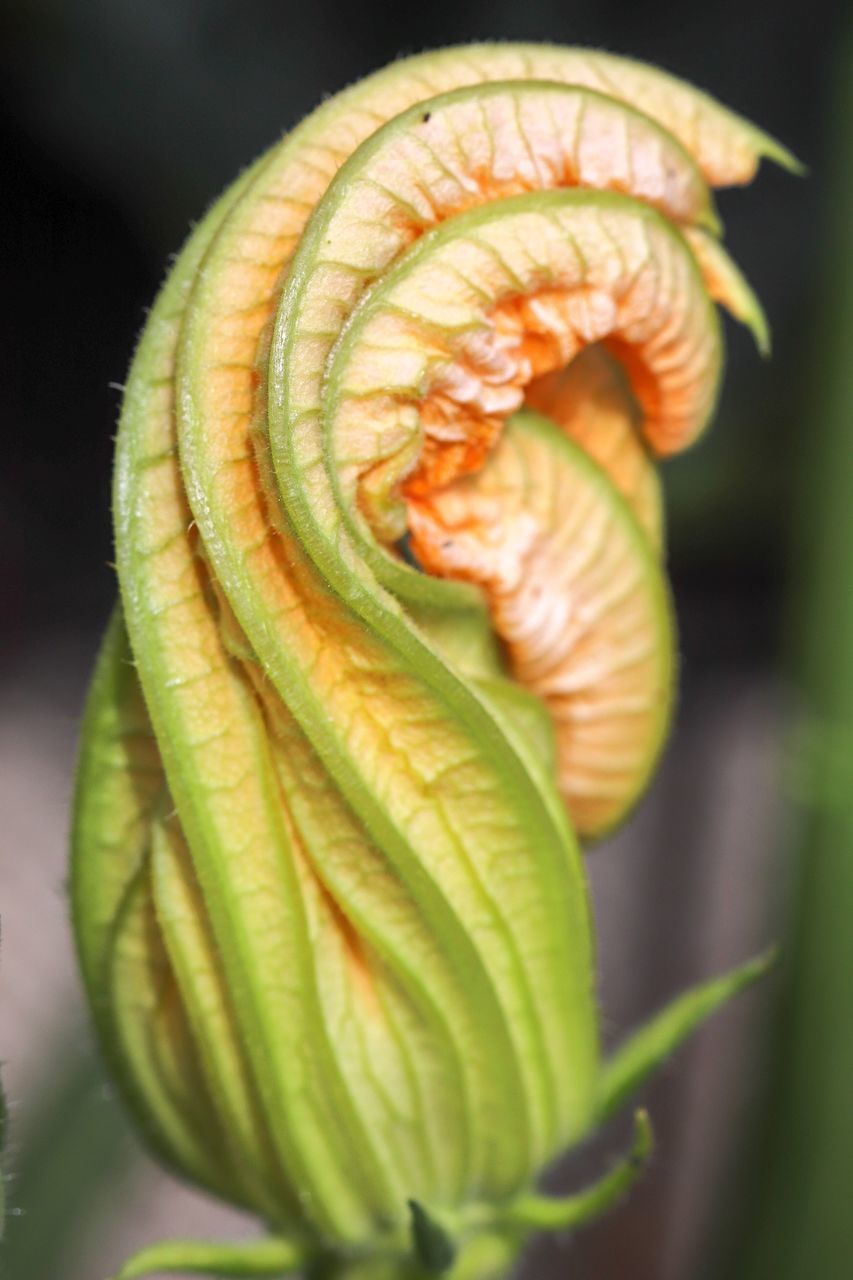 CLOSE-UP OF GREEN FLOWER