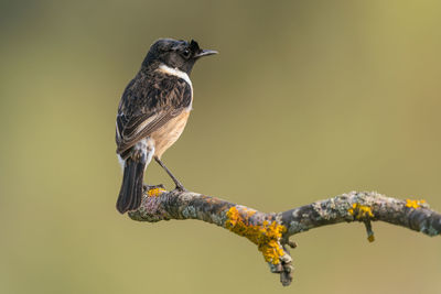 Saxicola rubicola male, named tarabilla in spanish perched on a branch