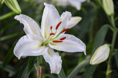 Close-up of white flowering plant