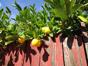 Close-up of fruits growing on tree