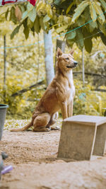 View of a dog looking away