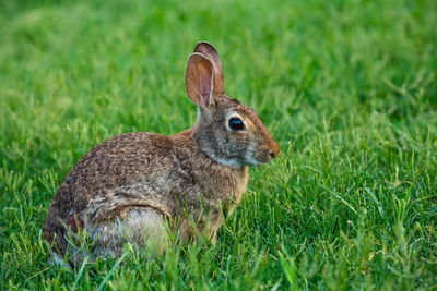 Side view of a reptile on field