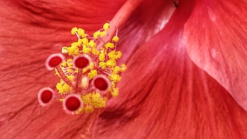 Macro shot of hibiscus flower