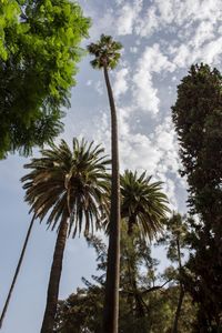 Low angle view of coconut palm trees against sky