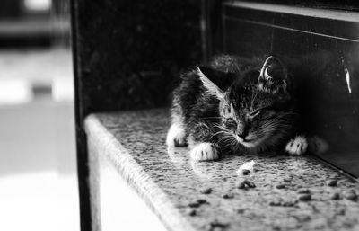 Close-up of kitten relaxing