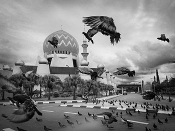 Birds flying in city against sky