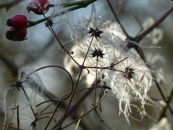 Close-up of plant