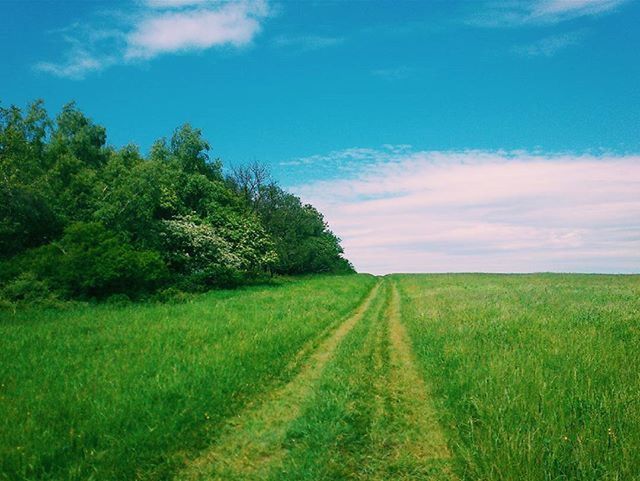 grass, sky, field, landscape, tranquil scene, tranquility, green color, growth, grassy, the way forward, nature, rural scene, scenics, beauty in nature, cloud - sky, cloud, agriculture, tree, plant, green