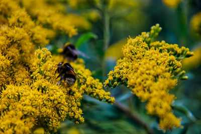 Close-up of bee pollinating on yellow flower