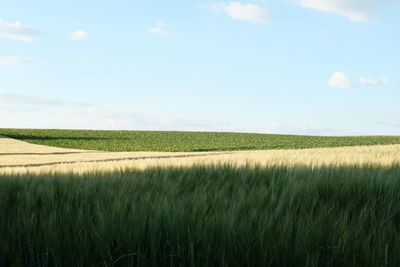 Scenic view of agricultural field against sky