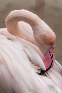 Close-up of flamingo