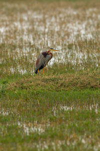Side view of a bird on grass