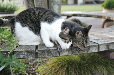 Close-up portrait of a cat