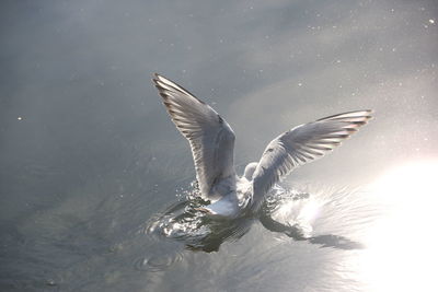 Close-up of bird flying over water against sky