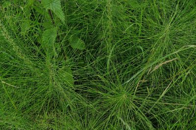 Full frame shot of green plant