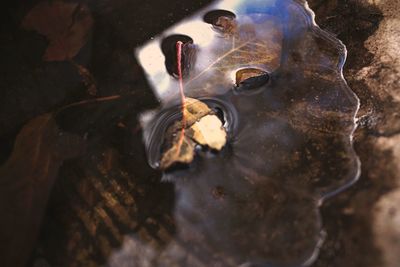 Close-up of turtle in water