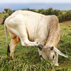 White cow or cattle scratching its head using its hoof or foot, green grass grazing, blue sky