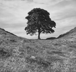 Tree on field against sky