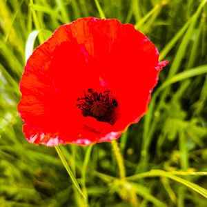 Close-up of bee on red poppy flower