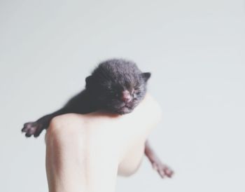 Close-up of cat against white background