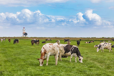 Cows grazing in a field