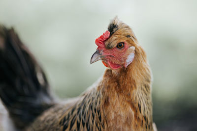 Close-up of rooster