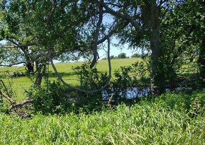 Plants growing on land