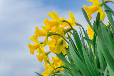 Close-up of yellow flowering plant