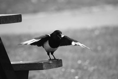 Close-up of seagull perching on railing against sea