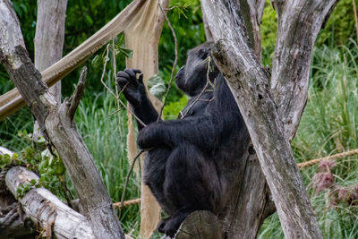 Monkey sitting on tree trunk in forest