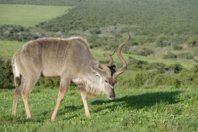 Kudu antelope standing on field