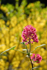 Close-up of pink flowering plant