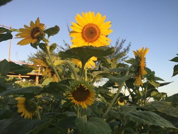 Close-up of yellow flowering plant against sky