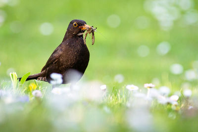 Close-up of bird on grass