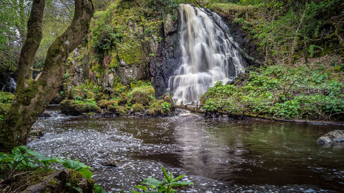 Scenic view of waterfall in forest