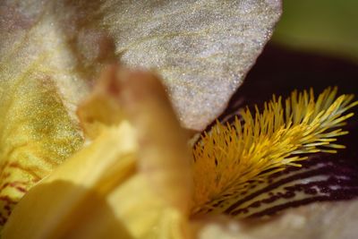 Close-up of yellow leaf