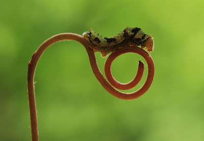 Close-up of caterpillar on spiral plant