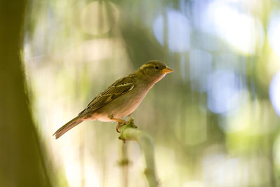 Close-up of bird perching