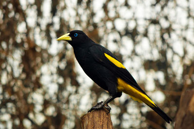 Close-up of yellow-rumped cacique perching on wooden post against tree