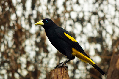 Close-up of bird perching on white background