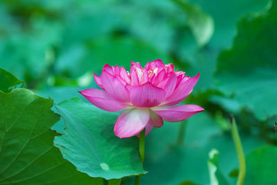 Close-up of pink flower blooming outdoors