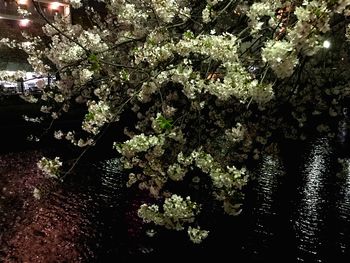 Close-up of tree against sky at night