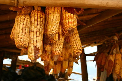 Close-up of roasted hanging