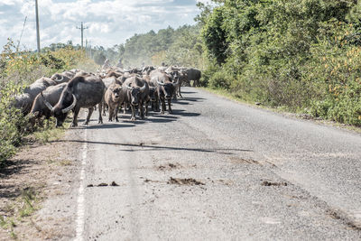 Water buffalo herd on road