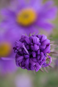 Close-up of purple flowering plant