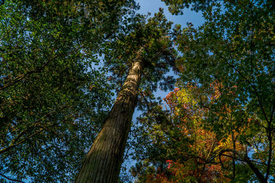 Low angle view of trees against sky