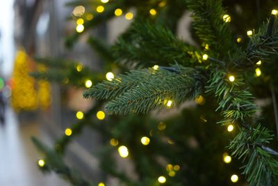 Close-up of illuminated christmas tree