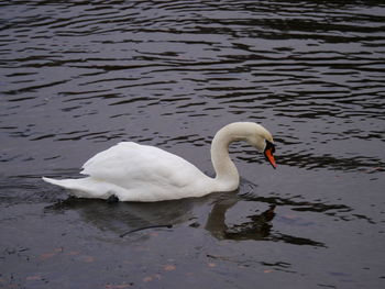 Close-up of swan swimming on lake