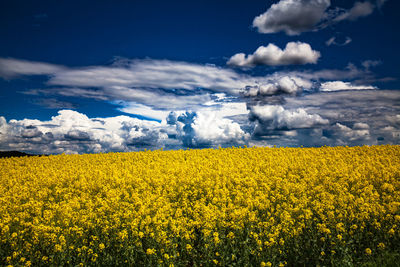 Scenic view of oilseed rape field against cloudy sky